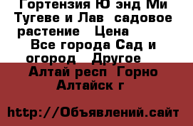 Гортензия Ю энд Ми Тугеве и Лав, садовое растение › Цена ­ 550 - Все города Сад и огород » Другое   . Алтай респ.,Горно-Алтайск г.
